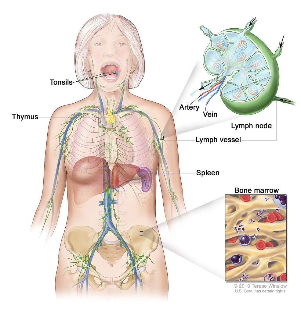 Anatomisk og ⁢fysiologisk⁢ beskrivelse av lymfeknuter